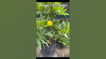 Cây Mai cúc thọ hương - #shorts #câytrồng