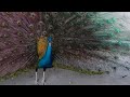 Beautiful peacock dance hd ‖ peacock dance display ‖ मोरopening feathers
