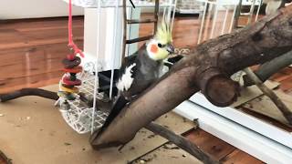 Teach your Parrot to whistle “Another one bites the dust” #Pecky #Cockatiel Fluff Ball