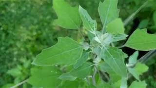 Lambs Quarter identification @BNOOutdoors