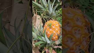 big pineapple 🍍 harvest #fruiting #food #farming #gardening #nature #pineapple