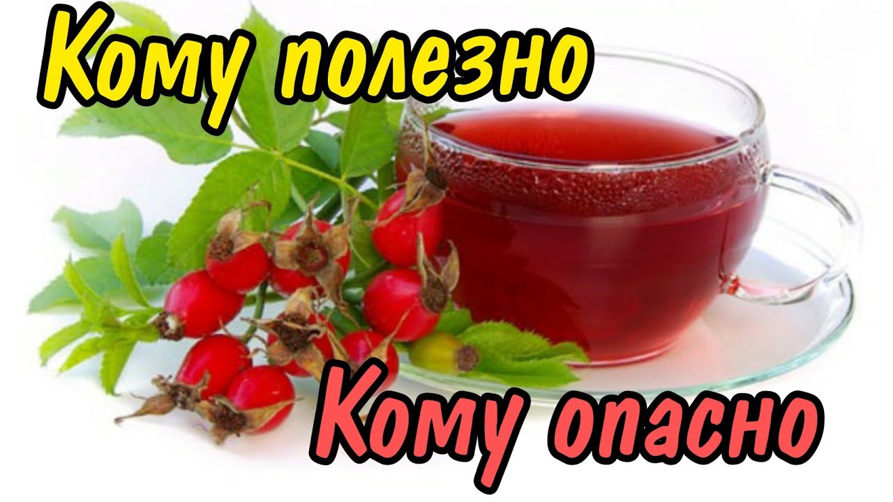 понижает ли давление шиповник. понижает ли давление шиповник. шиповник повышает давление или понижает. понижает ли давление шиповник. понижает ли давление шиповник.