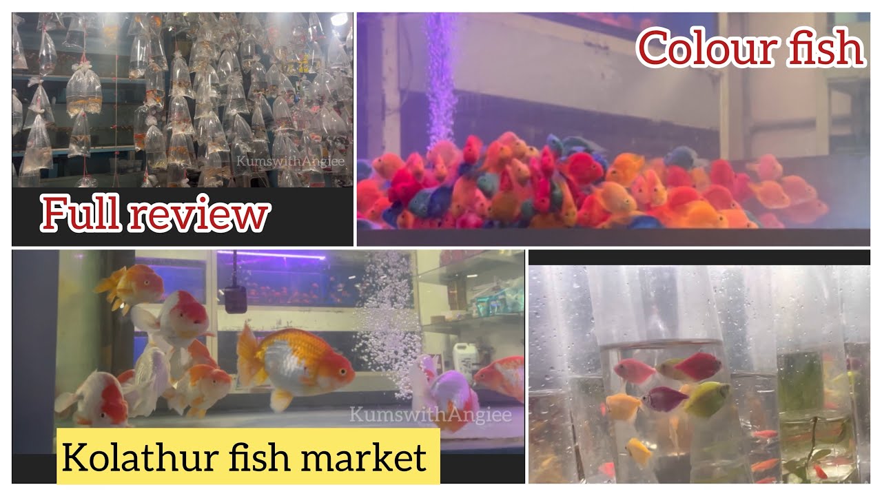 Kolathur fish market colour fish colourful place whole sale