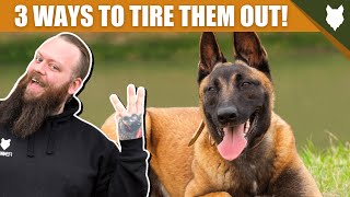 3 Tips To Tire Out Your BELGIAN MALINOIS Puppy