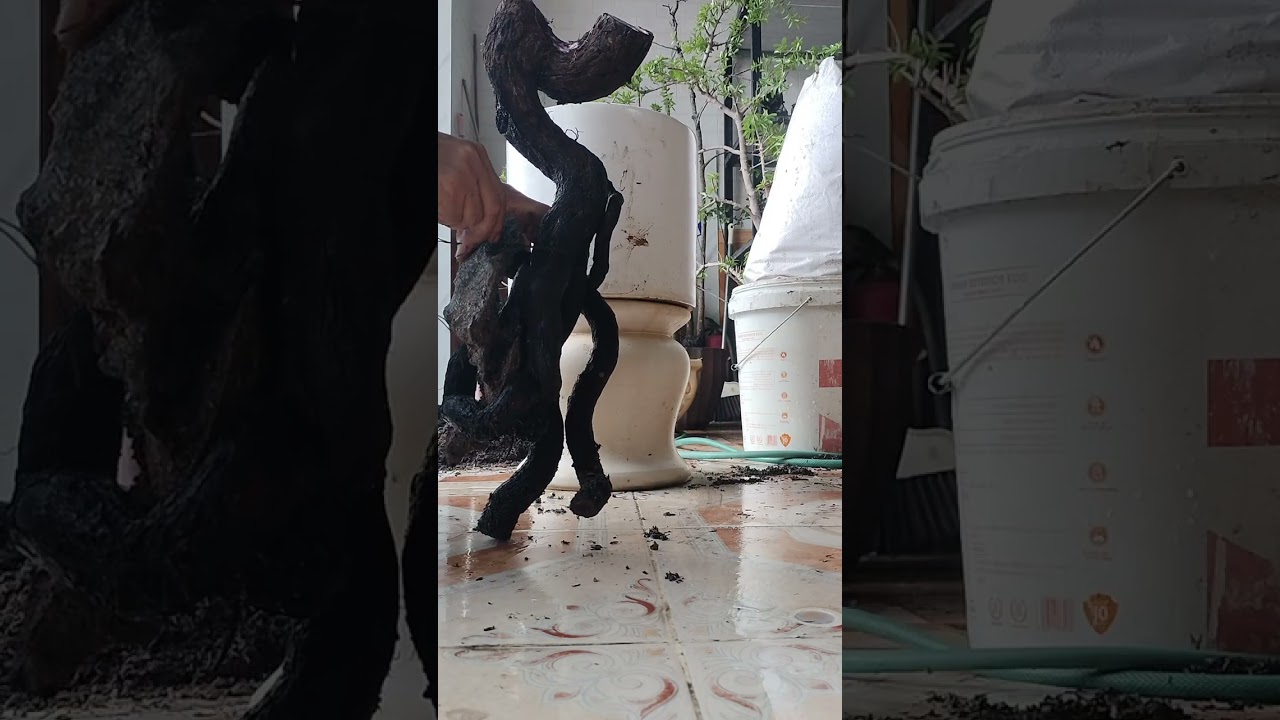 Chia sẻ anh erm phương pháp dâm ủ muội hồng trồng trực tiếp  