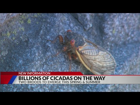 Billions of cicadas will buzz this spring as two broods emerge at the same  time