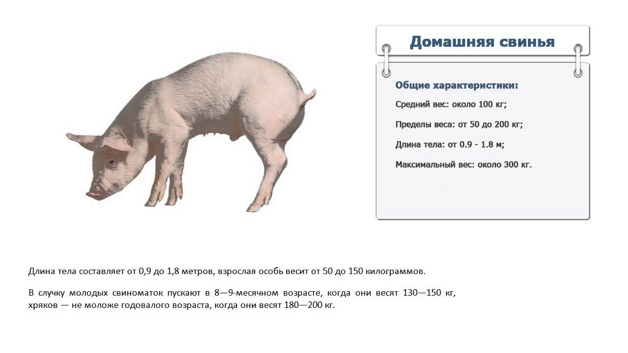 Русский язык свиней. Средний вес поросенка в 6 месяцев. Таблица измерения живого веса свиней. Таблица размеров поросят веса. Таблица веса поросят.