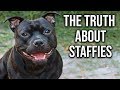 What you Need to Know about English Staffies