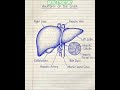 Human Heart Diagram explain in simple word#quiz #edu #trend #india #gk#heart touching #liverpool