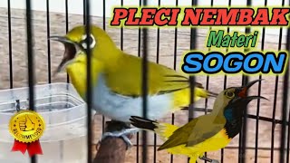 PLECI NEMBAK MATERI SOGON EFEKTIF UNTUK PANCINGAN PLECI AGAR NEMBAK MATERI