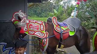 Kuda Renggong Sedang Istirahat Kuda Renggong Jablay Bintang Bima Anggun Inul Dolar