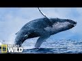 Baleine qui mange  wild alaska