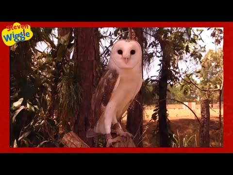 Steven Wiggle Do The Owl Music Video For Kids 