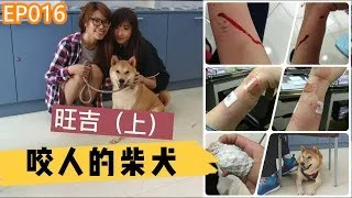 狗狗教學影片-會咬人的柴犬旺吉上-狗狗行為矯正訓練