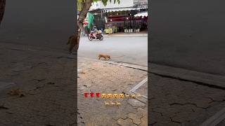 Dog cute 🐕😻#shorts ##dogs #dog