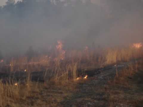 Prescribed burn at the Joseph Pines Preserve Winter 2008 in Virginia pt 2