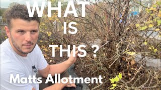 ALLOTMENT TRANSFORMATION | WHAT HAVE I GOT GROWING  | ALLOTMENT GARDEN UK