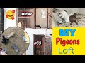 My pigeon loft      my pigeons house skr 1 pigeon