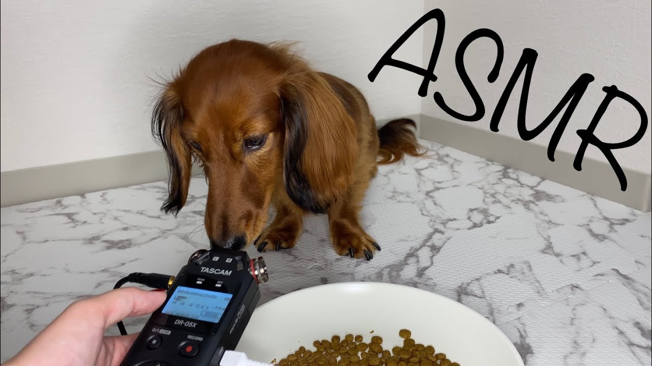asmr-the-dog-eats-kibble-slowly-youtube