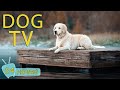 Dog tv entertain prevent boredom  best antianxiety for dogs when home alone  music for dog