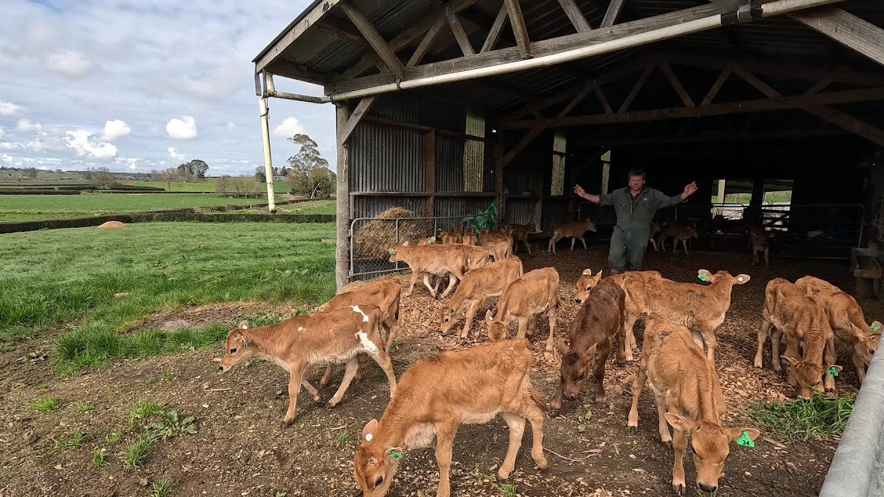 First Of The Calves Heading Outside