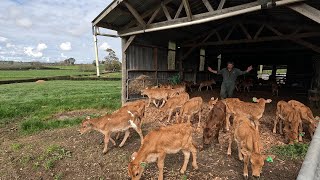 First Of The Calves Heading Outside