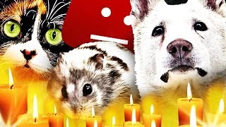 Топ10 Смертей ПИТОМЦЕВ Ютуберов! Топ10 Смертей ПИТОМЦЕВ Ютуберов!