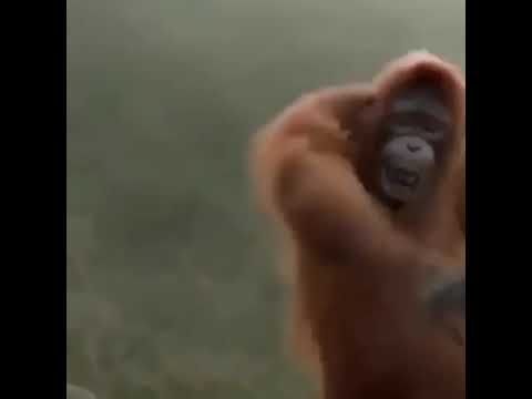 Ankara oynayan maymun 😎😎