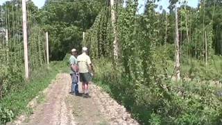 Rogues' Harbor Brewing Uses Fresh New York State Hops Rogues' Harbor Brewing Uses Fresh New York State Hops
