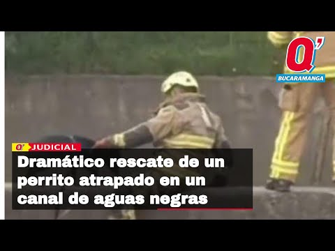 Dramático rescate de un perrito atrapado en un canal de aguas negras