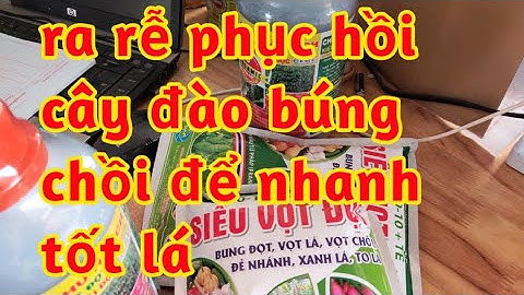 kích rễ phục hồi cây đào bung chồi đẻ nhánh mập đọt tốt lá 023