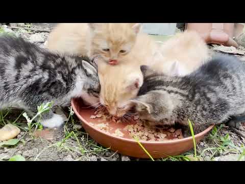 Ukrainian Kittens 15🐱 Kittengarten👉