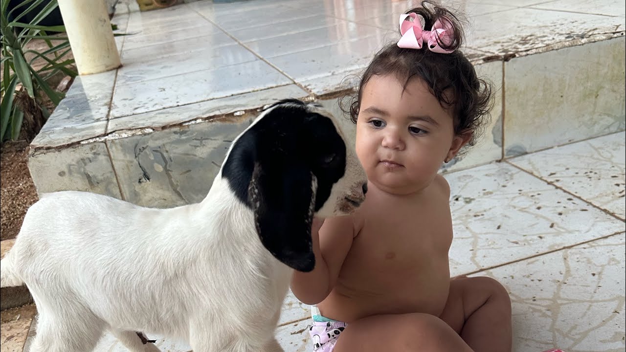 PEGAMOS UM CABRITINHO PRA AYRA E TOE MENTINDO😂
