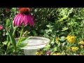 An Enjoyable Cottage Garden with Wildlife