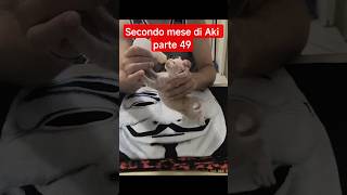 🐱 Il secondo mese di Aki - parte 49: Aki sempre affamato richiede la terza colazione❤️ #shorts