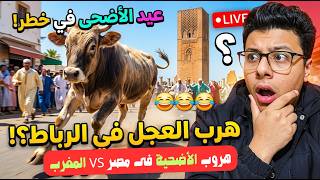 هروب عجل في الرباط! 😂 | أغرب مواقف هروب الأضاحي في عيد الأضحى