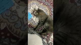 Aggressive cat #cat #kitten #adoreble #cute #lofimu #kitty #animals #cutecat #funny #pets #catlove
