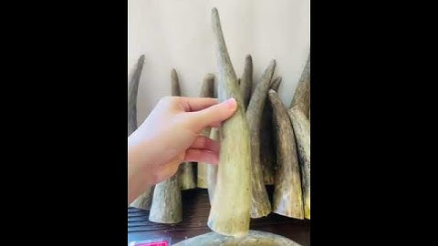 Sừng trâu nước những công dụng đặc biệt