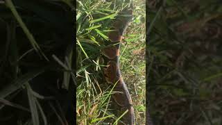 Famous Ball python slithering threw the grass Wealth