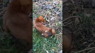 Dog and cat#dog #doggielife #dogfunny