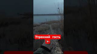 Наглый или слепой?🤔#охота #охотанауток #охотанагуся #shortvideo #maxhunter #весенняяохота