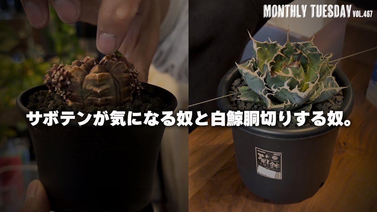 04-30 Youtube投稿ギムノカリキウムspシエラメディナ　鉢付 アカベ・サボテン】ギムノカリキウム デイドリームが元気ないので