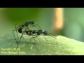 Fly mating (Stilt legged fly, Micropezidae) - Insect Instinct Behaviour