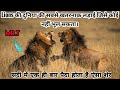 Mr.T - The Most Dangerous Lion Born in The History। Mr.T vs 4 Selatis । Facts Phylum। Mapogo Lions।