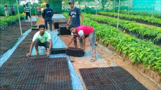 Turmeric seedling production by TRAY method at COH Mysore in Experience Learning Program