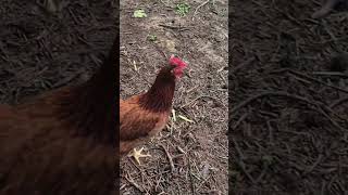 #foodshortage #farmlife #farmanimals  #countryliving #homestead