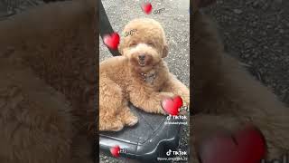 #furbabyfun #blueycartoon #petlover