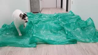Cat tries to pass different obstacles by Kitticanal 691 views 3 years ago 3 minutes, 30 seconds