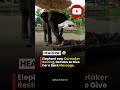 elephant massage 😂 #ekaki #facts #funny
