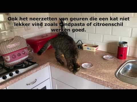 Video: Onderzoek Naar Kattengedrag Toont Aan Dat Katten Meer Van Menselijk Gezelschap Genieten Dan De Meeste Mensen Denken